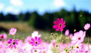 Image result for Cosmos Flower Background