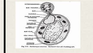 Image result for Yeast Structure Diagram