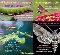 Image result for Hornworm Moth Life Cycle