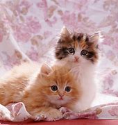 Image result for Cute Cats and Kittens Pictures