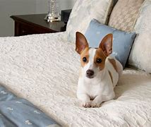 Image result for Rat Terrier Laying Down