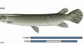 Image result for Alligator Gar Fisch