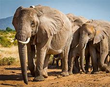 Image result for African Elephants in Wata