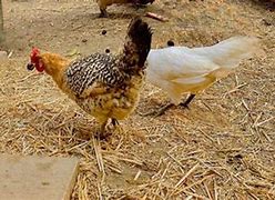 Image result for sicilian buttercup chicken characteristics