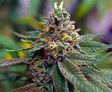 Image result for Cannabis HD