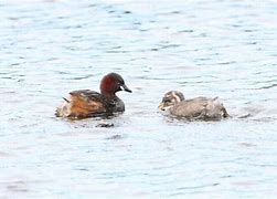 Image result for Small Grebe