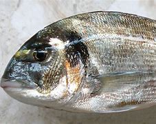 Image result for Bream Fish Topping