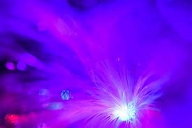 Image result for Light Purple