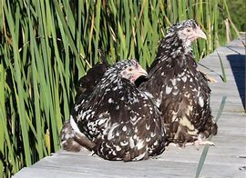 Image result for Chocolate Mottled Silkie Chicks