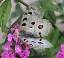 Image result for Butterfly Black and White Wings Red Spot