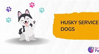 Image result for Husky Service Dog