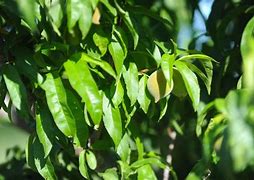 Image result for Peach Tree Identification