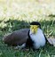 Image result for Masked Lapwing Baby