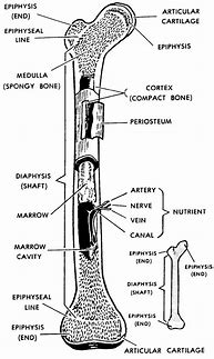 Image result for Open Diagram of Bone