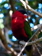 Image result for Lorie's Bird