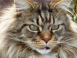 Image result for Coon Cat Breed