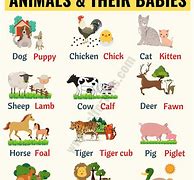 Image result for Baby Animals Called