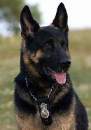 Image result for K9 Police Dogs