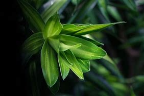 Image result for Dracaena Solid Green Leaves