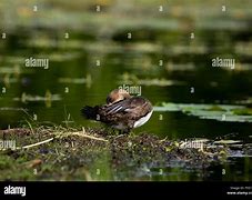 Image result for Immature Male Hooded Merganser