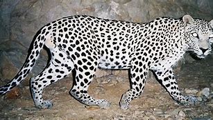 Image result for Arabic Leopard