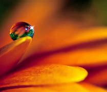 Image result for Live Macro Photography