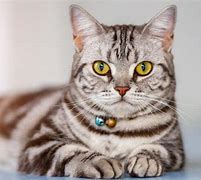 Image result for Classic Swirls Tabby