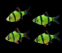 Image result for Ikan Laut Warna Hijau