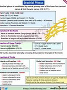 Image result for Flow Chart of Brachial Plexus