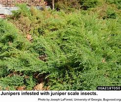 Image result for Juniper Scale Damage Images