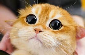 Image result for Cute Cat Side Eye