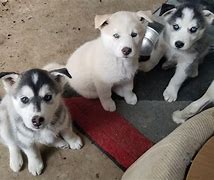 Image result for 2 Week Old Huskies