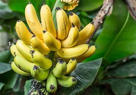 Image result for Banana Palm Tree Fruit