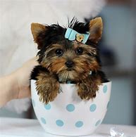 Image result for Cute Little Puppy Teacup Yorkie