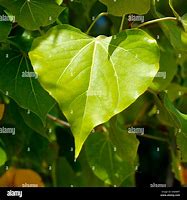 Image result for Greenheart Tree Leaf