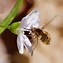 Image result for Flying Ant Bee