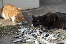 Image result for Cat Eating Raw Fish