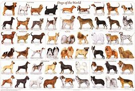 Image result for Swine Breeds Poster