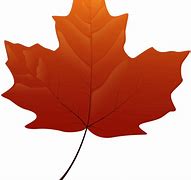 Image result for Maple Leaf