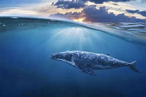 Image result for Whale in Deep Sea