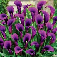 Image result for Lily Flower Bulbs