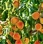 Image result for Summer Peach Tree