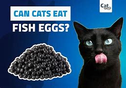 Image result for Cat Eating Raw Fish