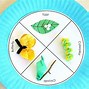 Image result for Life Cycle Preschool Art