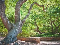 Image result for Landscape Borders around Trees