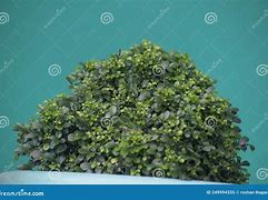 Image result for Buxus Box Plant