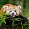 Image result for Panda Flower Handmade