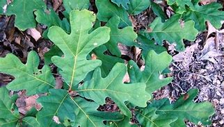 Image result for 5 Leaf Weed Identification