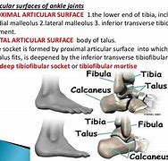 Image result for Joint Surfaces Ankle