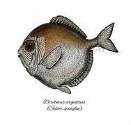 Image result for Black Spiny Fish